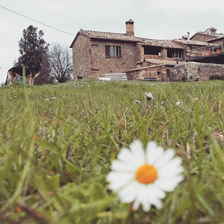 Agriturismo Il Cocco Montalcino Zewnętrze zdjęcie