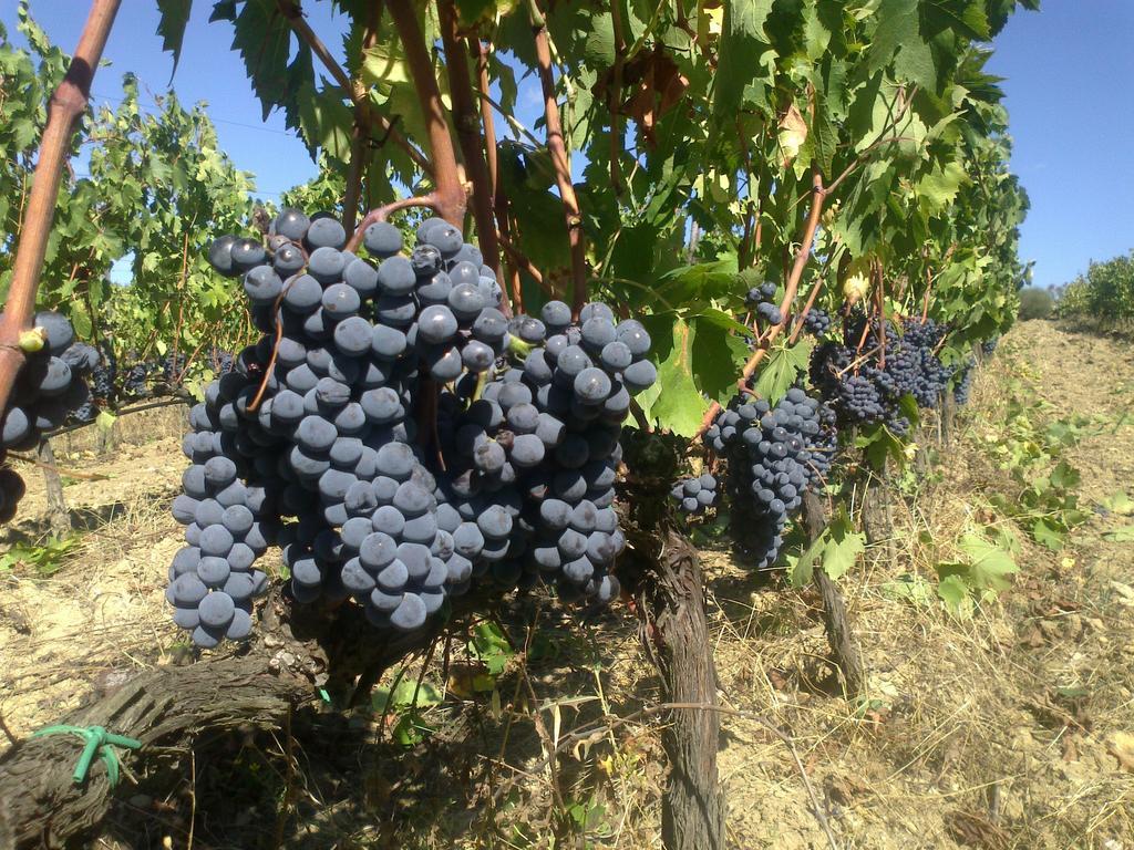 Agriturismo Il Cocco Montalcino Zewnętrze zdjęcie